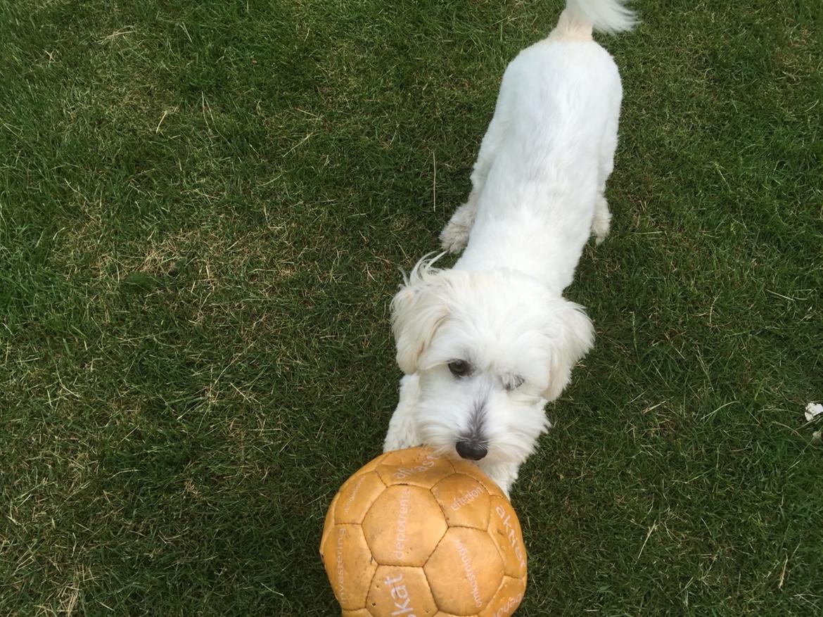 Coton de tulear Molly billede 18