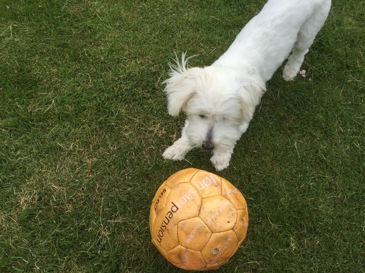 Coton de tulear Molly billede 19