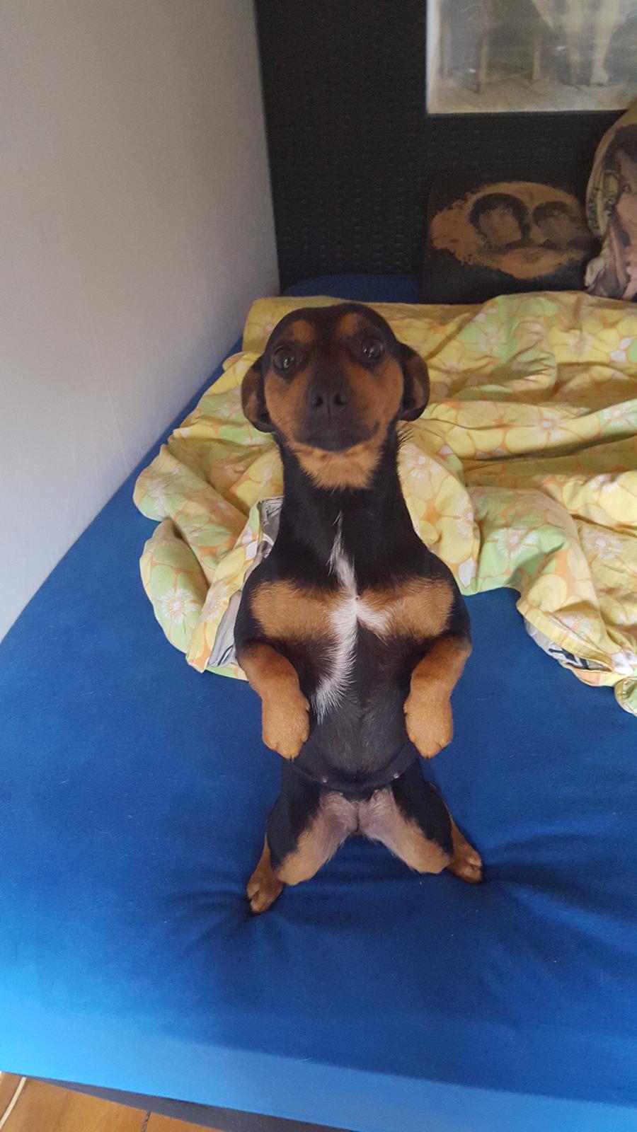 Blanding af racer Lille My<3 billede 41