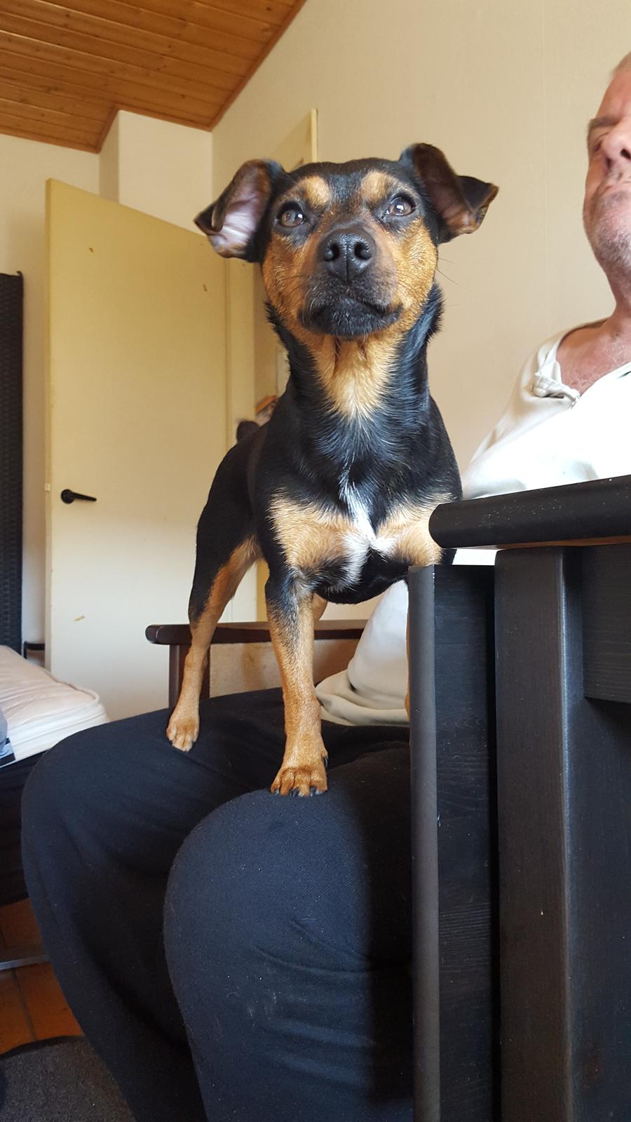 Blanding af racer Lille My<3 billede 42