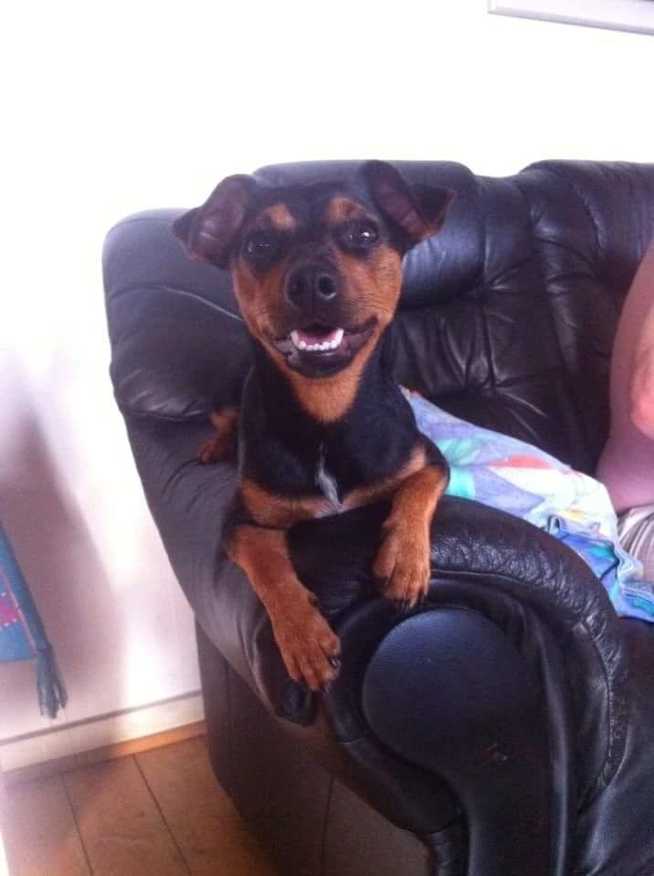 Blanding af racer Lille My<3 billede 44