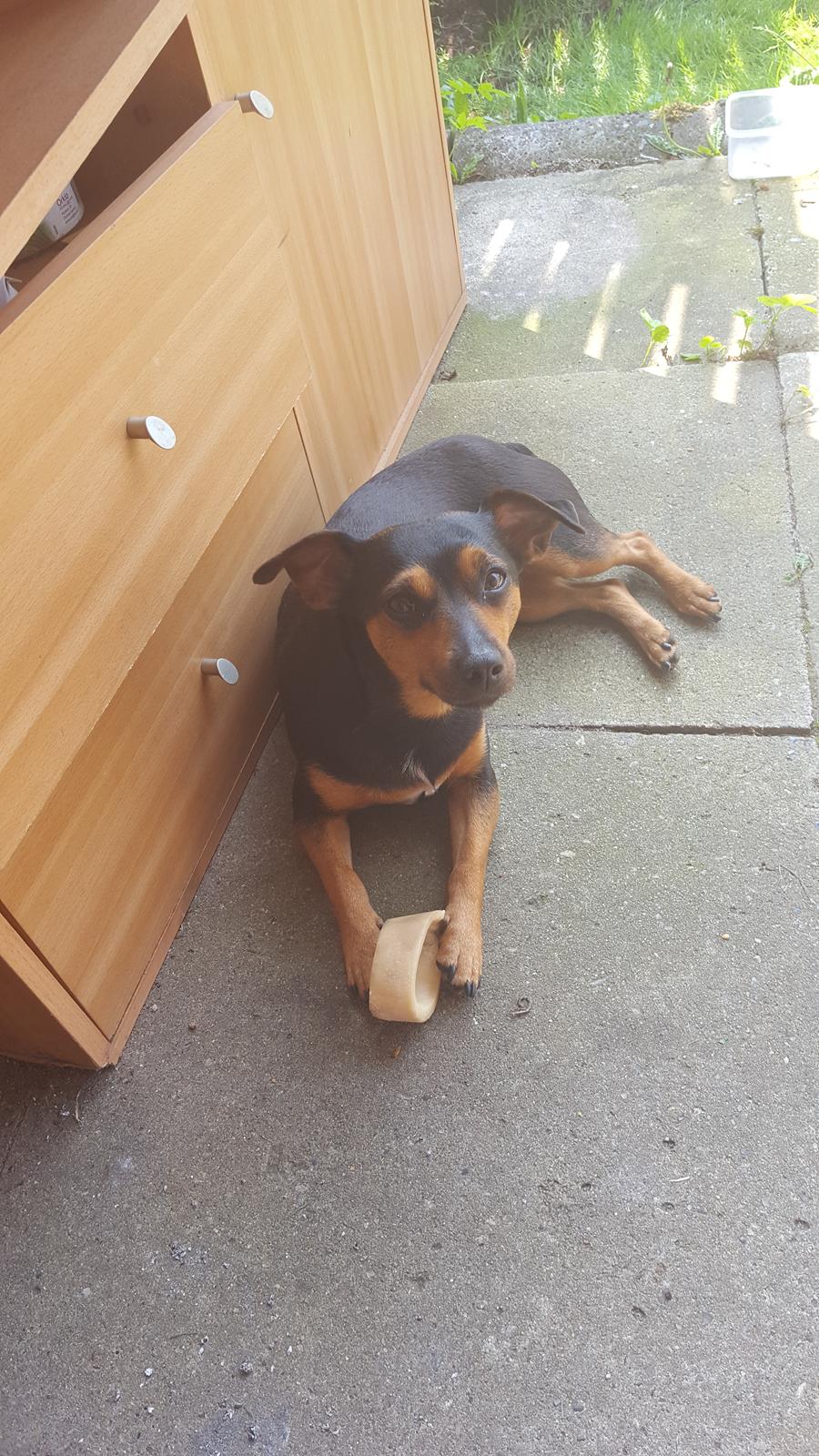 Blanding af racer Lille My<3 billede 47