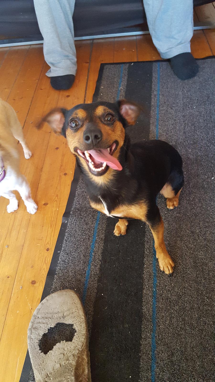 Blanding af racer Lille My<3 billede 48