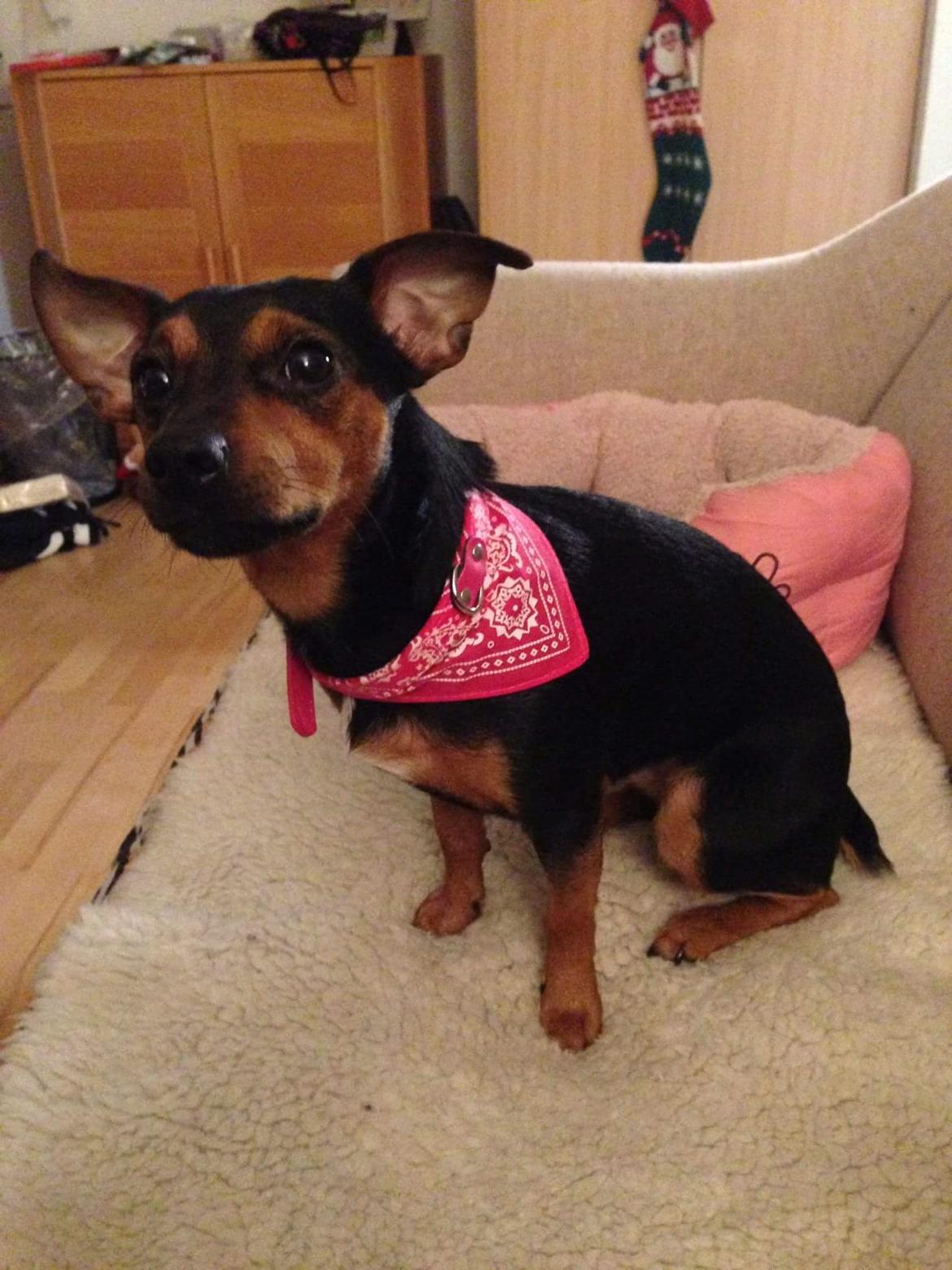 Blanding af racer Lille My<3 billede 49