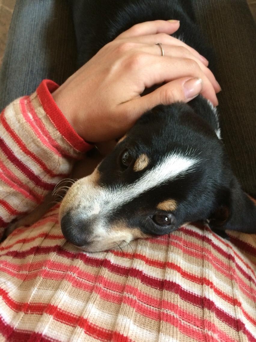 Dansk svensk gaardhund Ezio billede 17