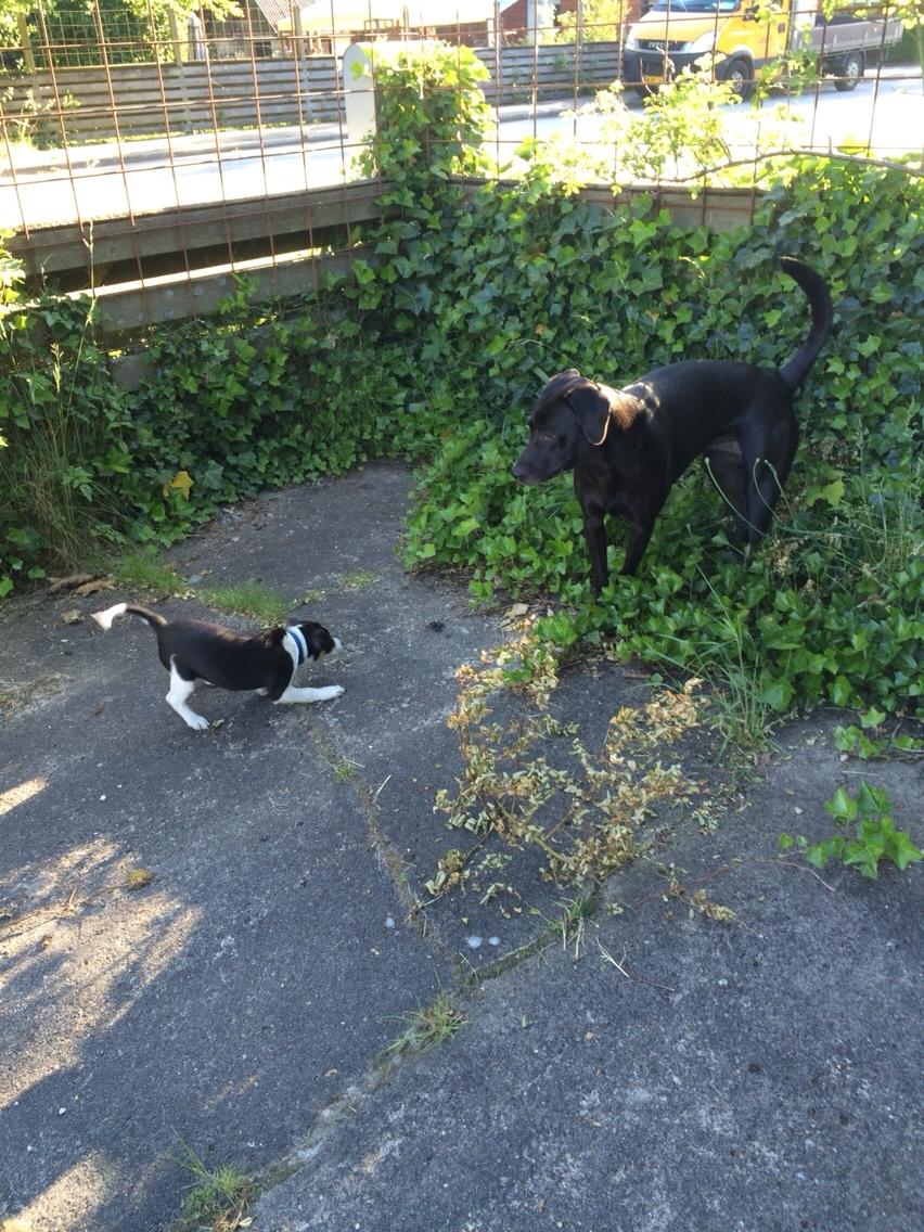 Dansk svensk gaardhund Ezio billede 16