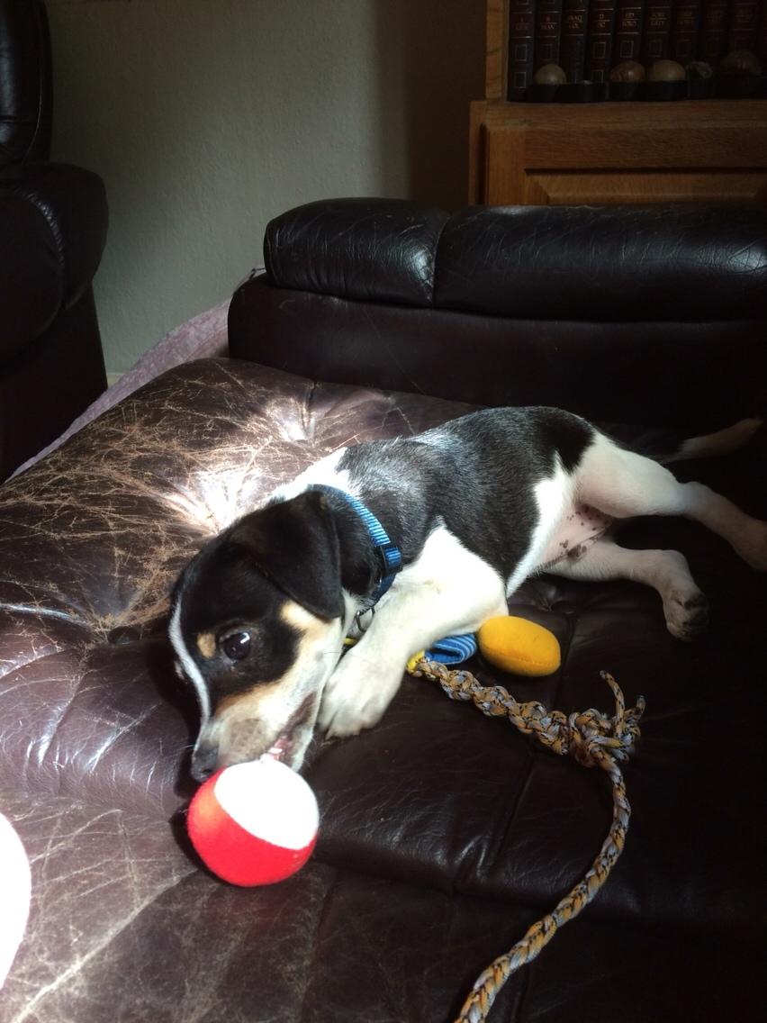 Dansk svensk gaardhund Ezio billede 18