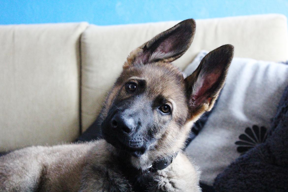 Schæferhund Mozart (Lillegårdens Foza)  billede 1