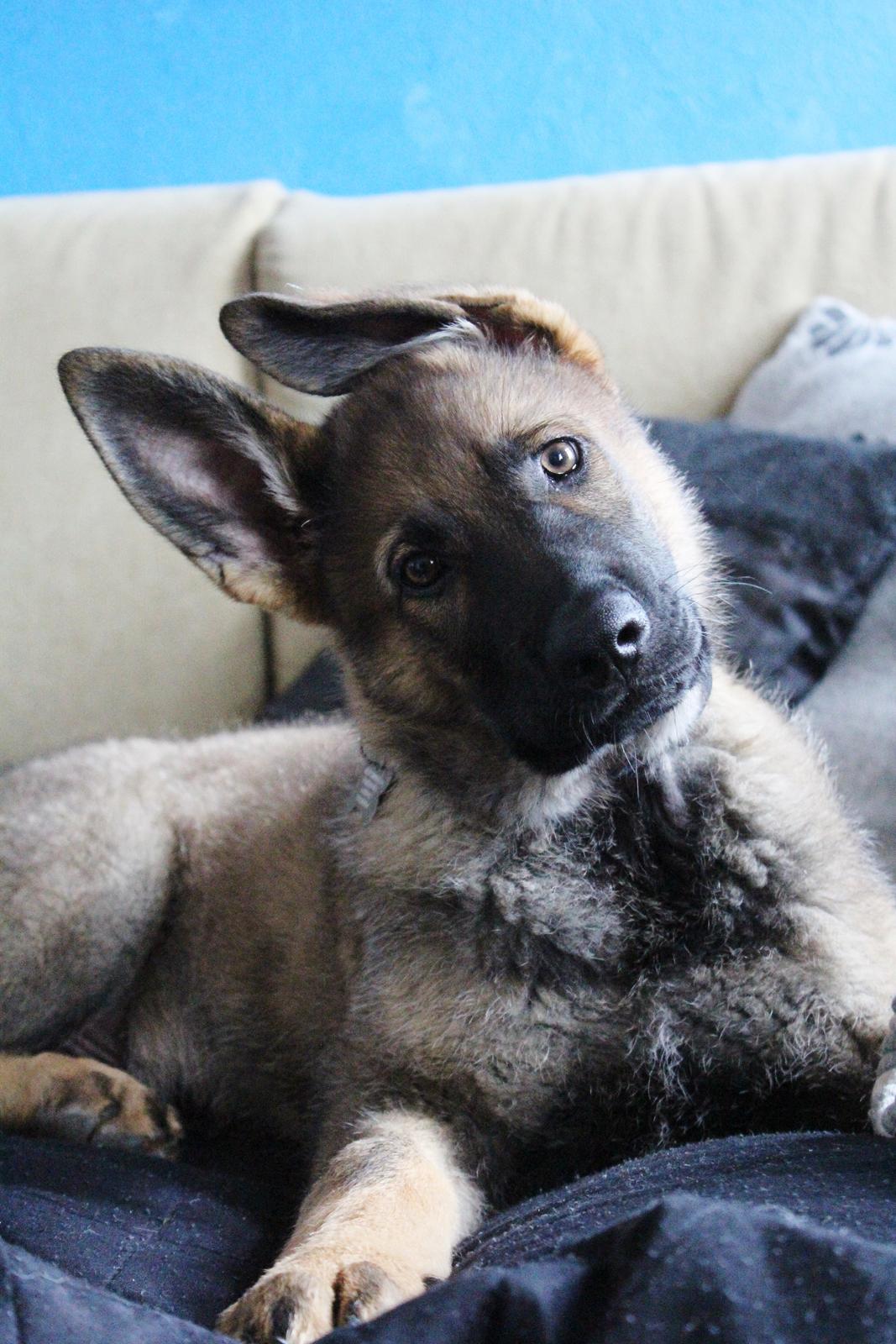 Schæferhund Mozart (Lillegårdens Foza)  billede 2