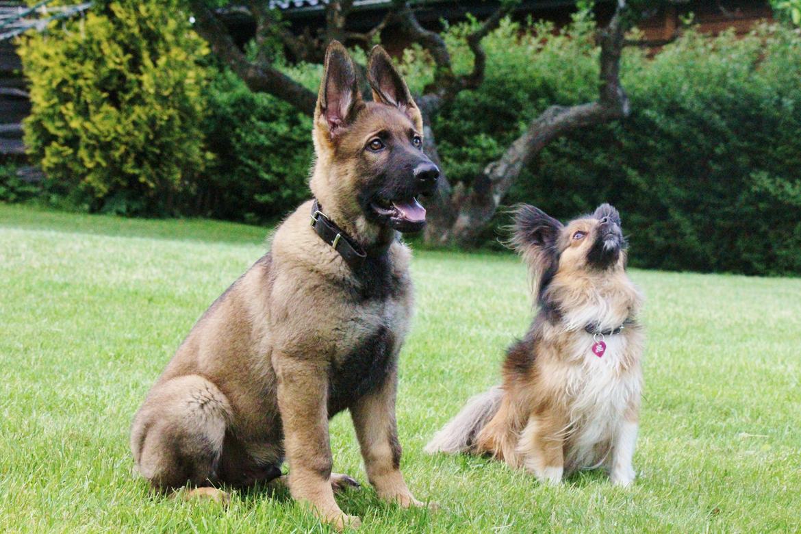 Schæferhund Mozart (Lillegårdens Foza)  billede 4