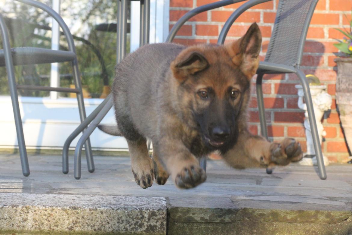 Schæferhund Mozart (Lillegårdens Foza)  billede 5