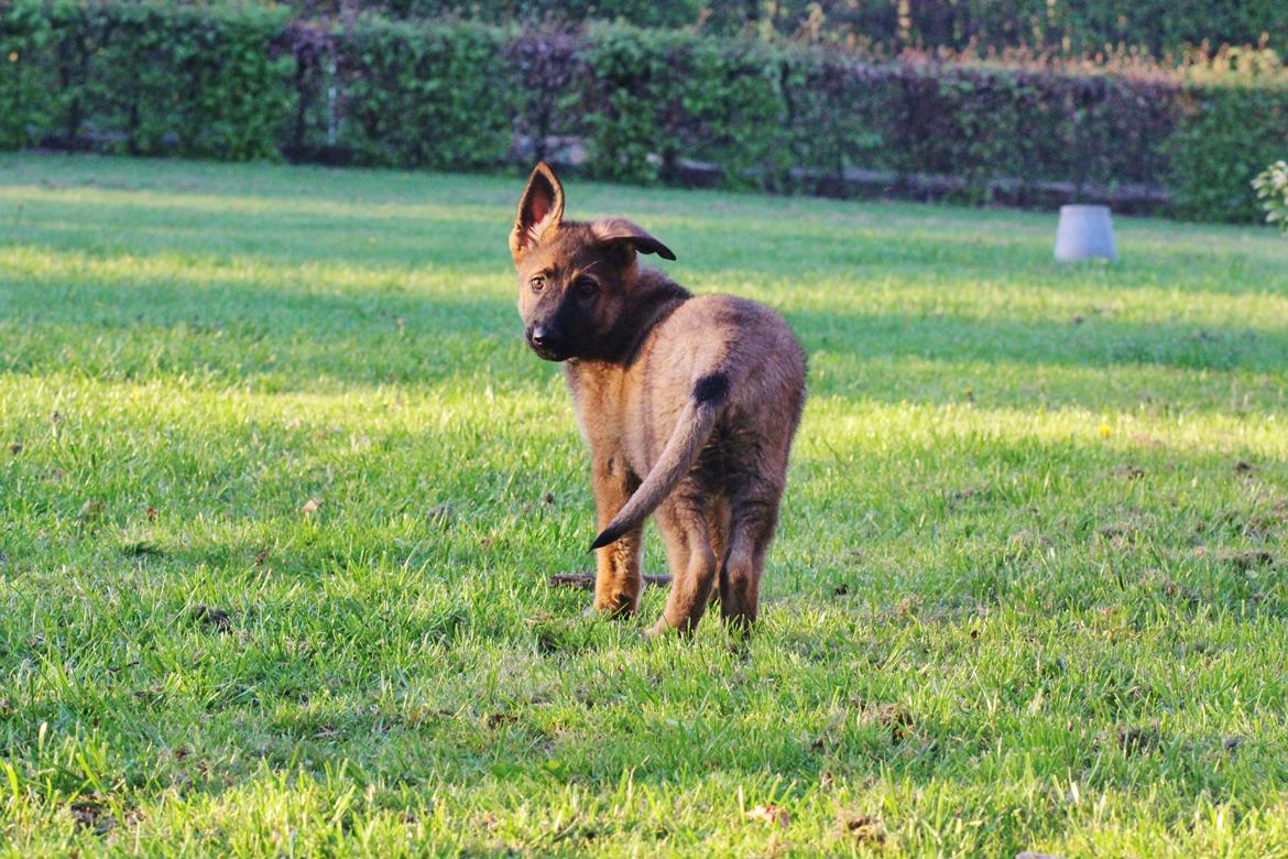 Schæferhund Mozart (Lillegårdens Foza)  billede 6