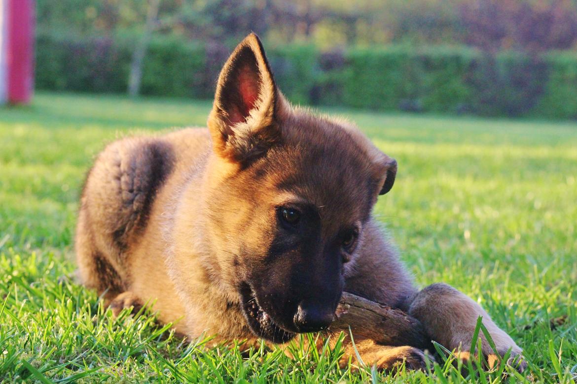 Schæferhund Mozart (Lillegårdens Foza)  billede 7