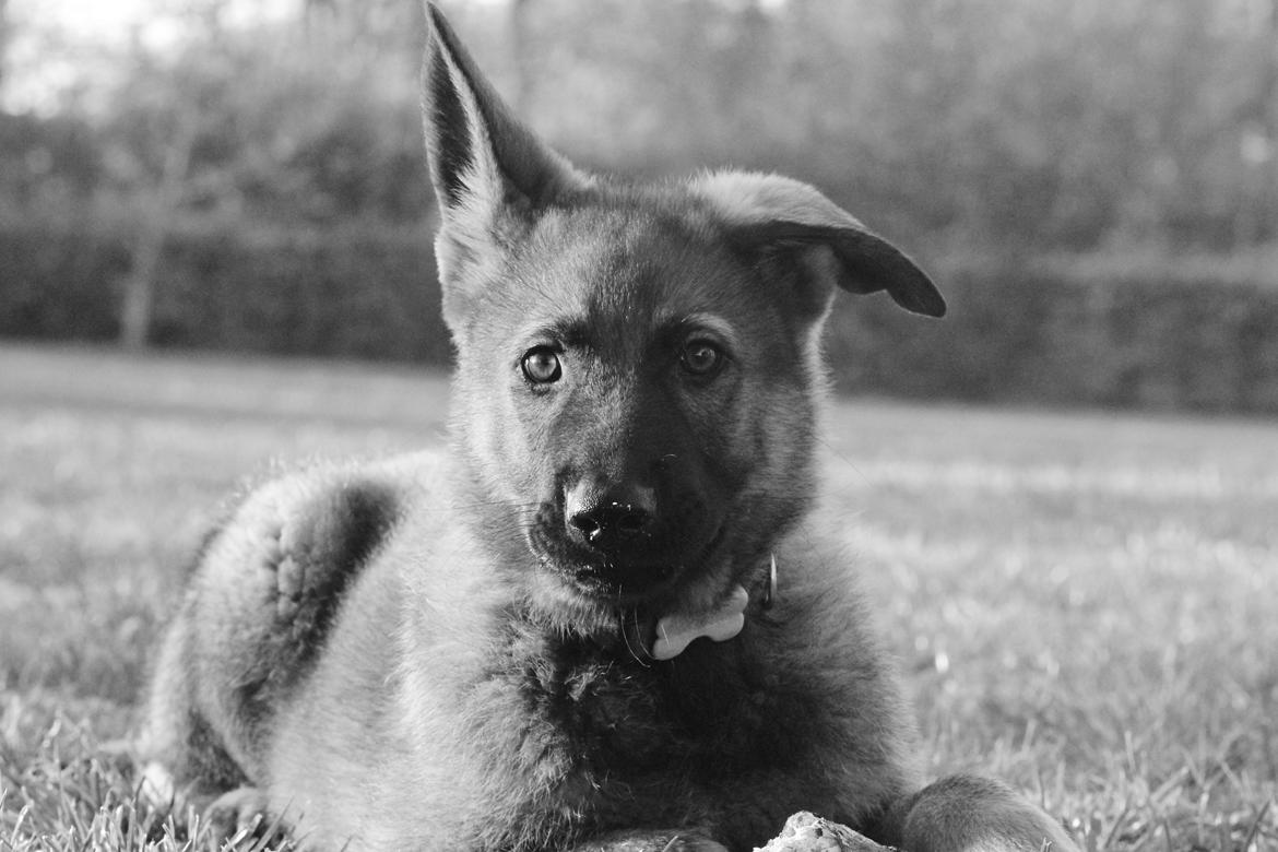 Schæferhund Mozart (Lillegårdens Foza)  billede 8