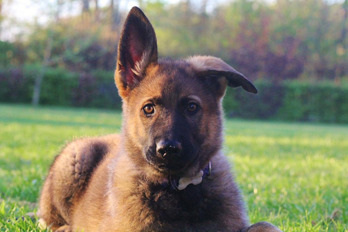 Schæferhund Mozart (Lillegårdens Foza)  billede 12