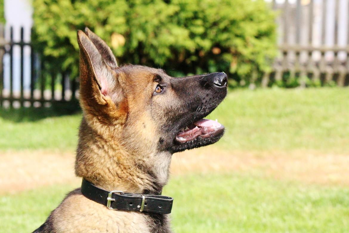 Schæferhund Mozart (Lillegårdens Foza)  billede 3