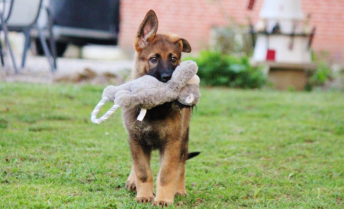 Schæferhund Mozart (Lillegårdens Foza)  billede 10