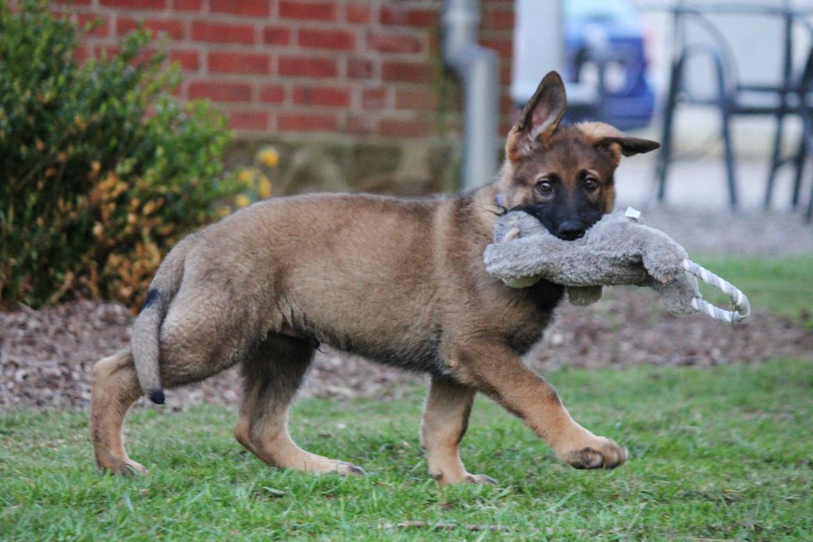 Schæferhund Mozart (Lillegårdens Foza)  billede 11