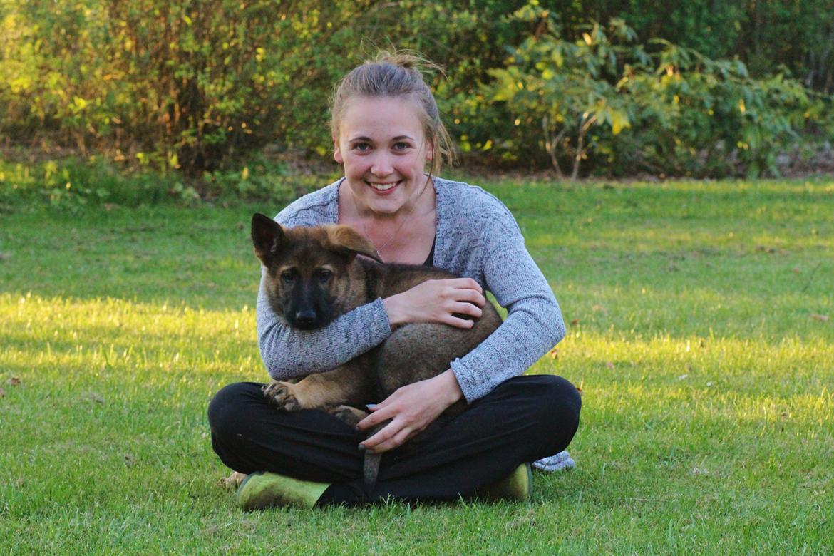 Schæferhund Mozart (Lillegårdens Foza)  billede 9