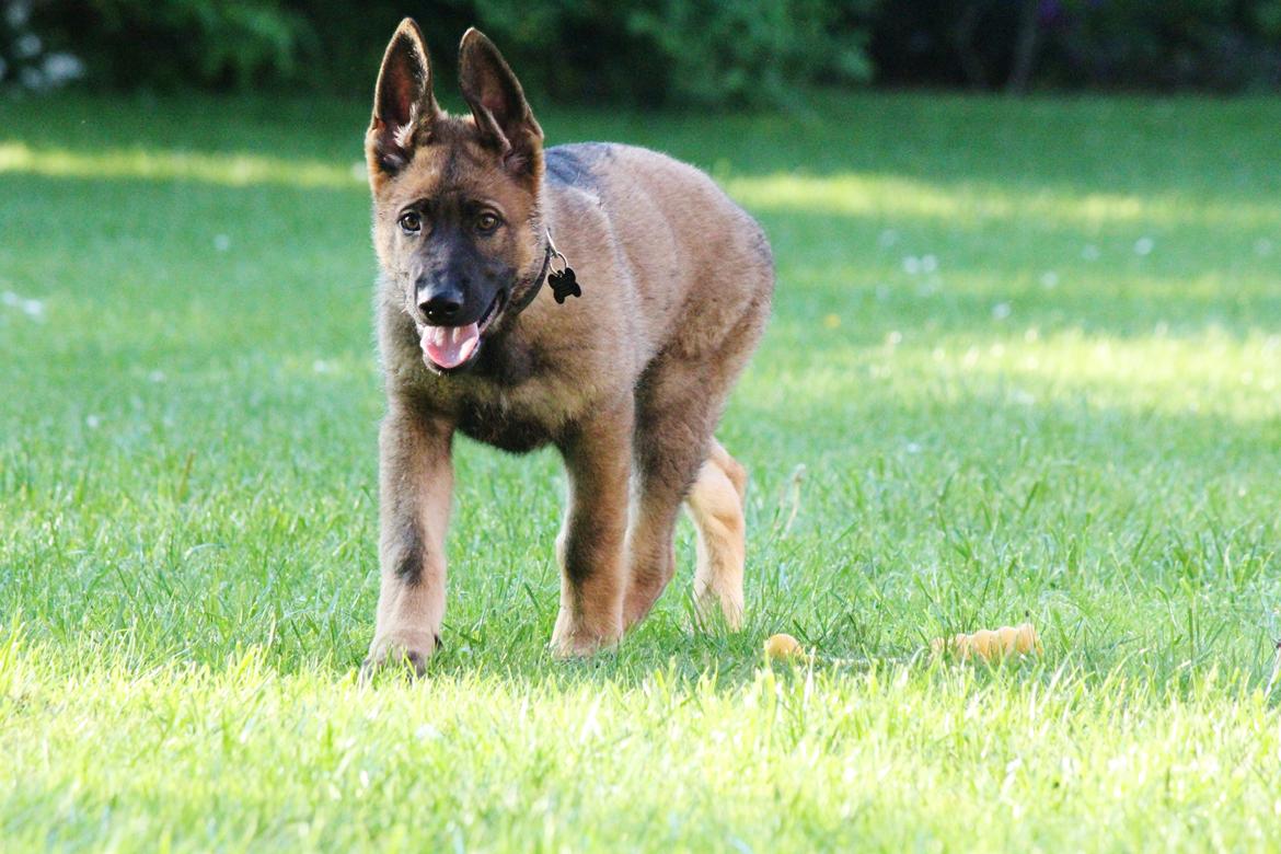 Schæferhund Mozart (Lillegårdens Foza)  billede 13