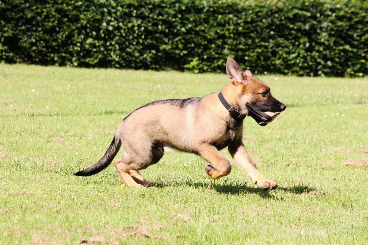 Schæferhund Mozart (Lillegårdens Foza)  billede 15