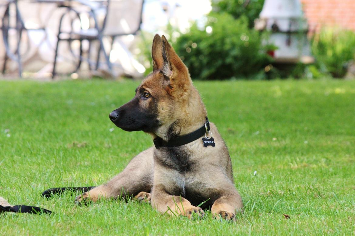 Schæferhund Mozart (Lillegårdens Foza)  billede 16