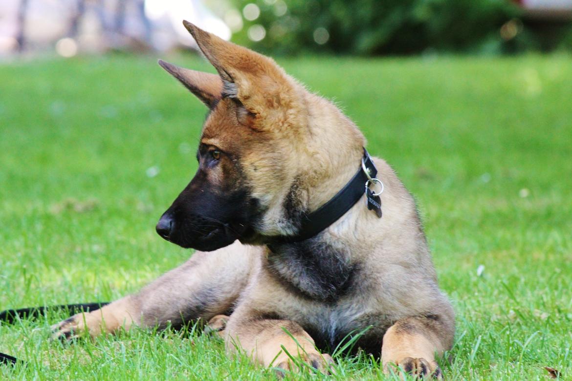 Schæferhund Mozart (Lillegårdens Foza)  billede 24