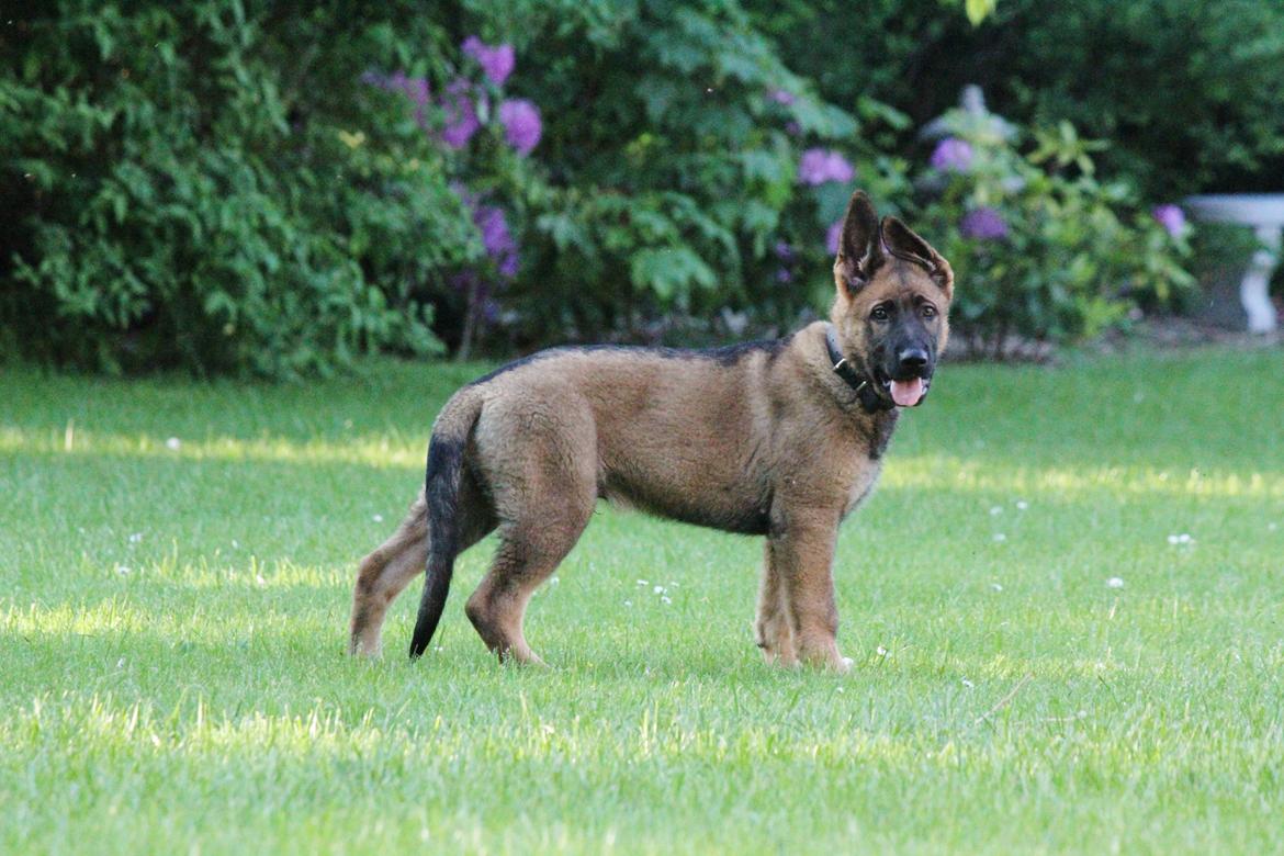 Schæferhund Mozart (Lillegårdens Foza)  billede 14