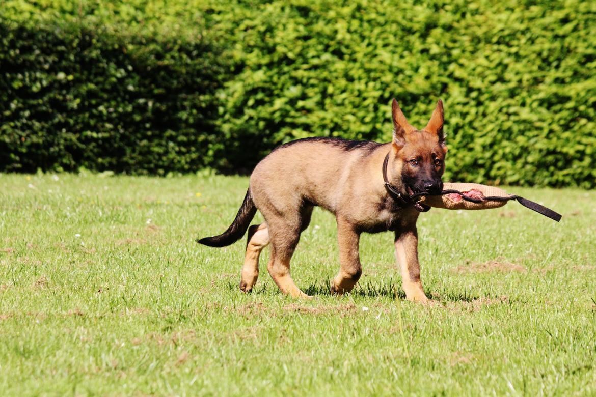 Schæferhund Mozart (Lillegårdens Foza)  billede 18