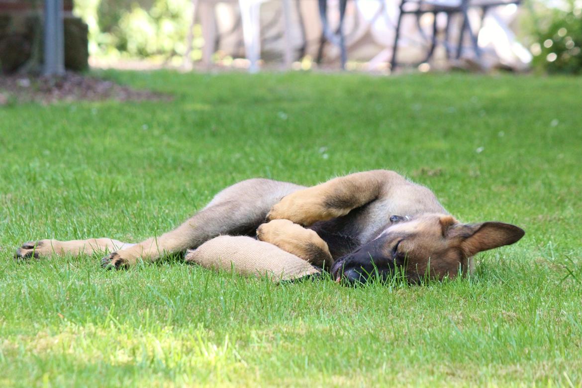 Schæferhund Mozart (Lillegårdens Foza)  billede 17