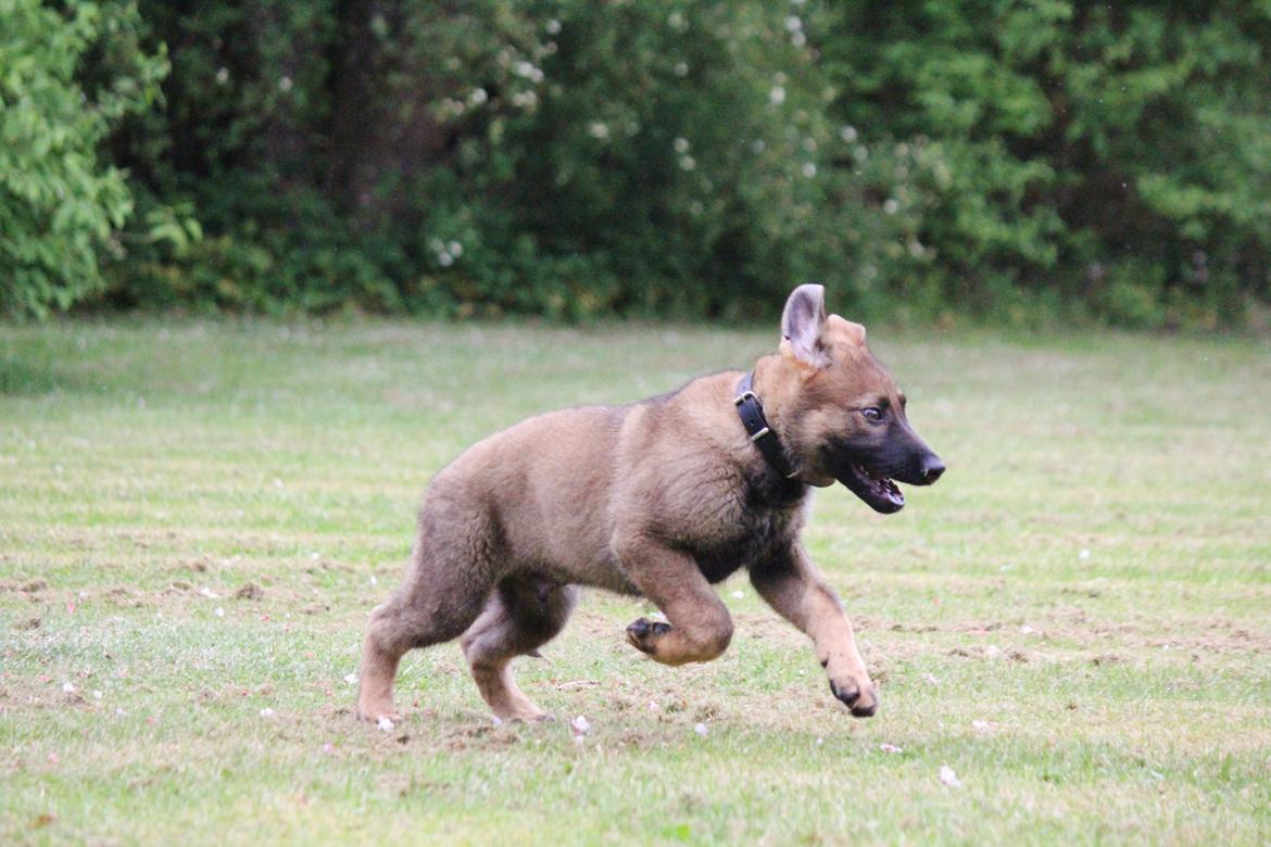 Schæferhund Mozart (Lillegårdens Foza)  billede 19