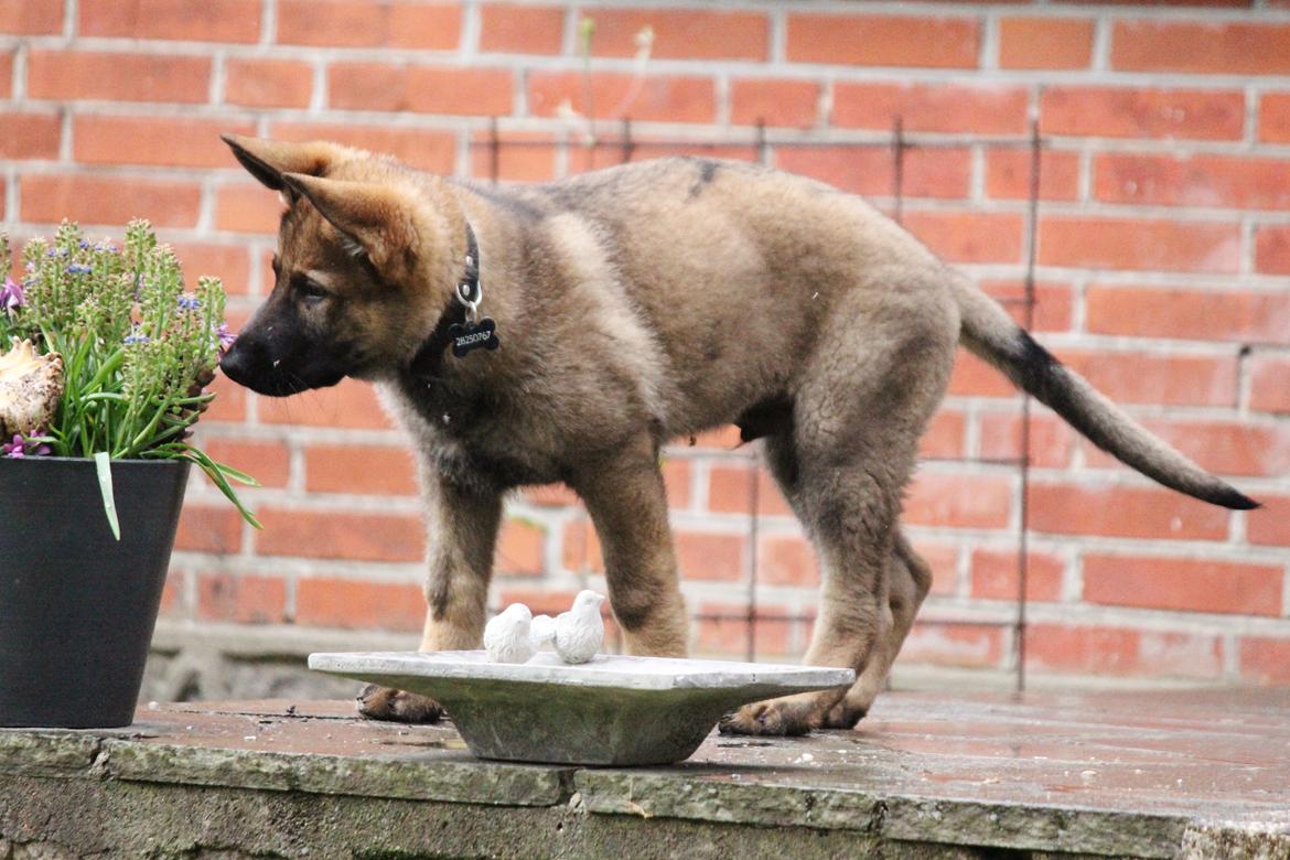 Schæferhund Mozart (Lillegårdens Foza)  billede 21