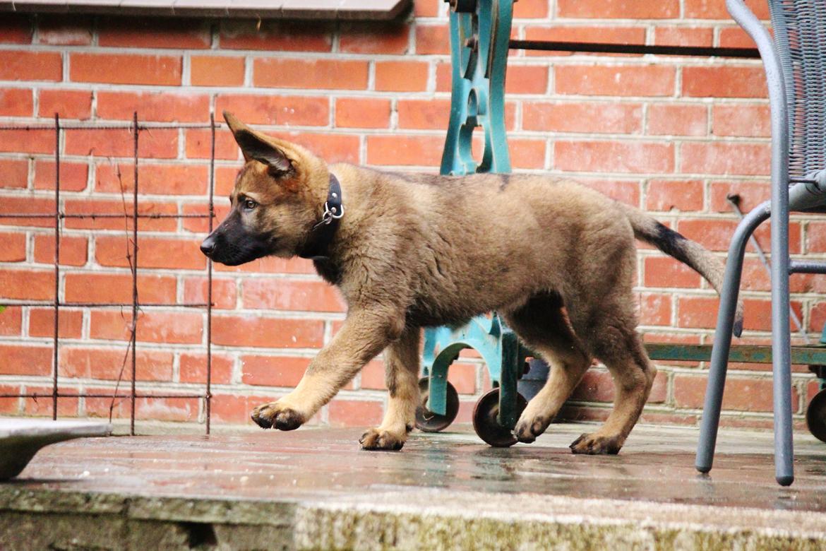 Schæferhund Mozart (Lillegårdens Foza)  billede 20