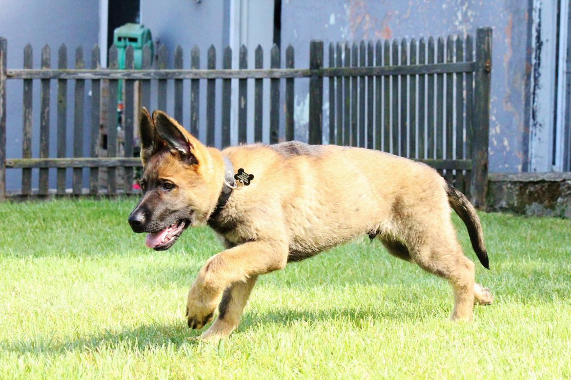 Schæferhund Mozart (Lillegårdens Foza)  billede 22