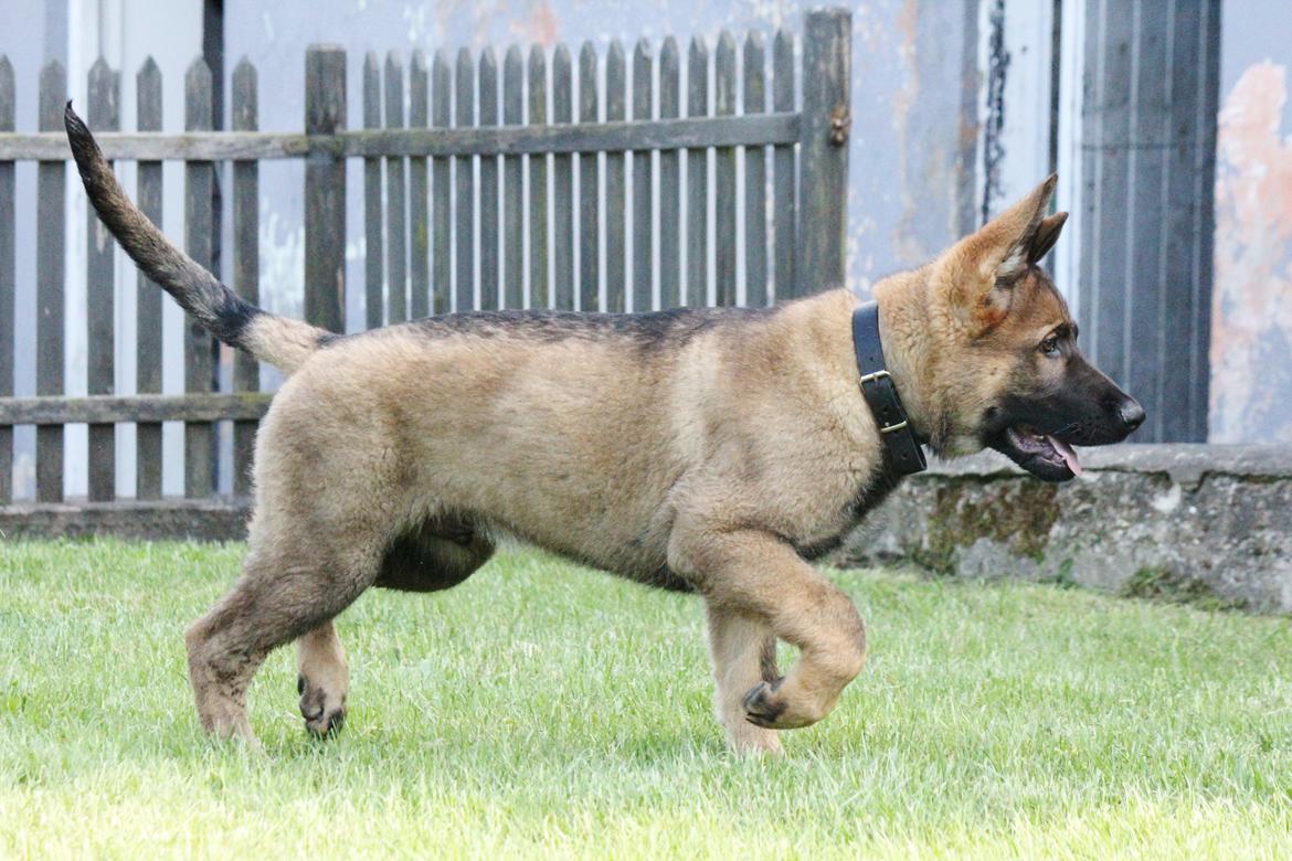 Schæferhund Mozart (Lillegårdens Foza)  billede 25