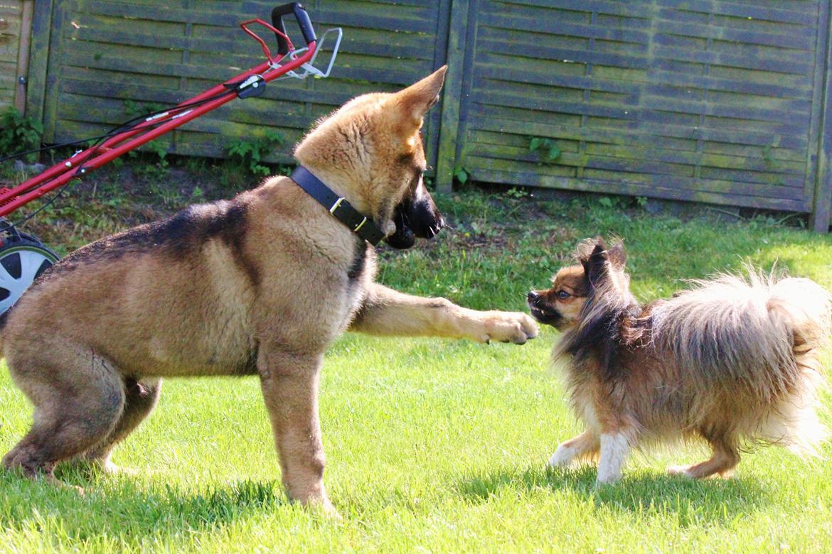 Schæferhund Mozart (Lillegårdens Foza)  billede 23