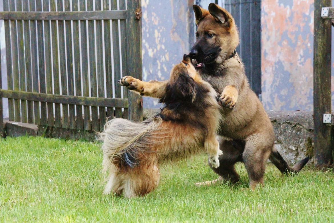 Schæferhund Mozart (Lillegårdens Foza)  billede 27