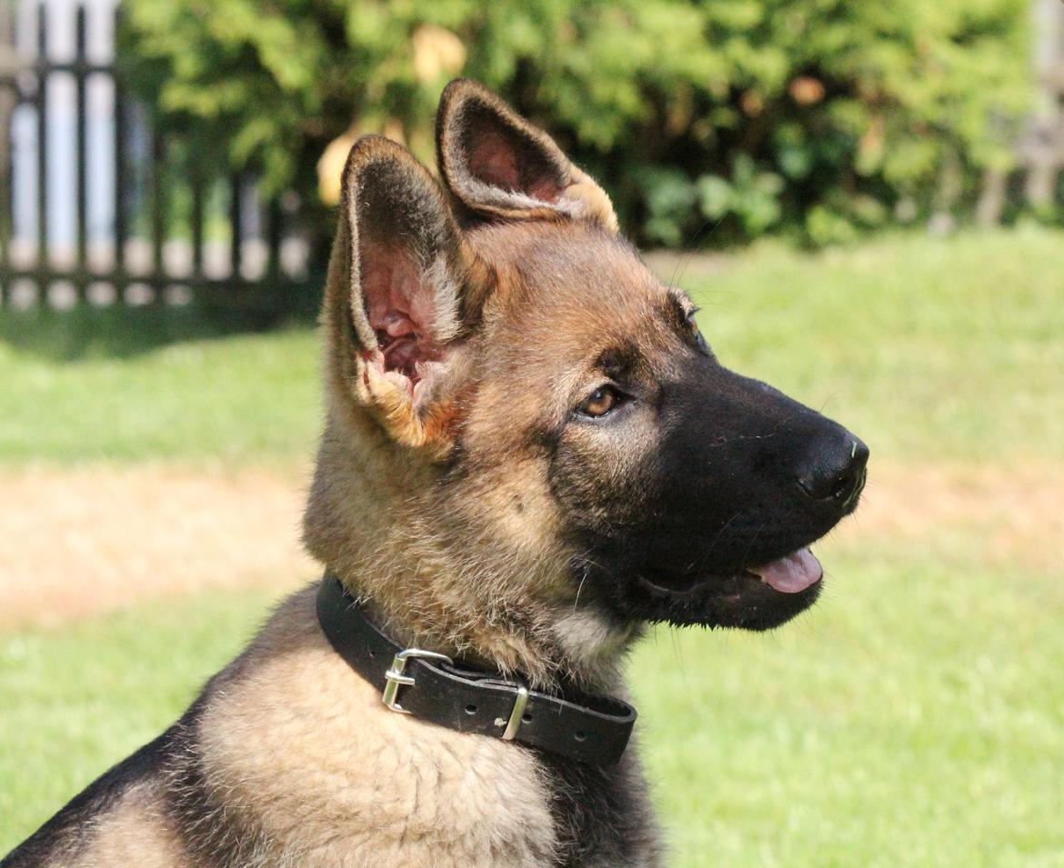 Schæferhund Mozart (Lillegårdens Foza)  billede 28