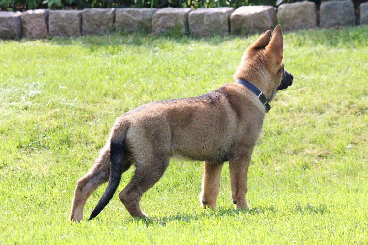 Schæferhund Mozart (Lillegårdens Foza)  billede 26