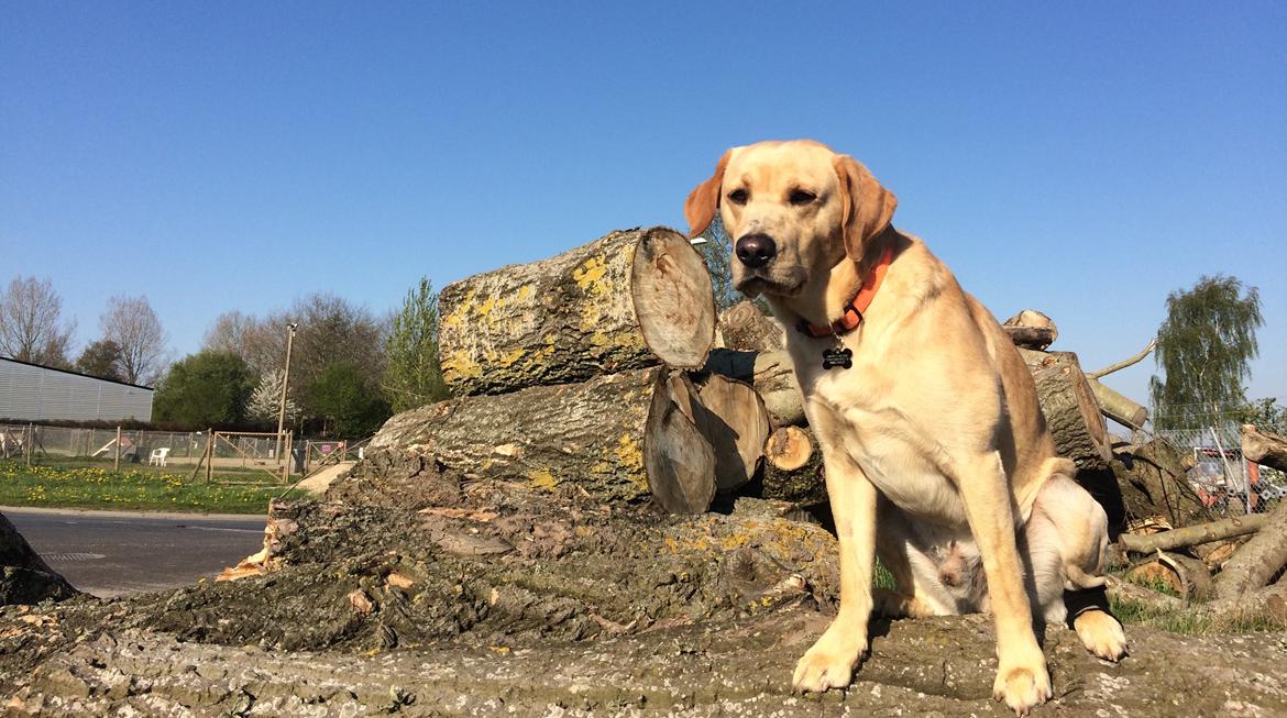 Labrador retriever Batmoors Cromarty Twig billede 13