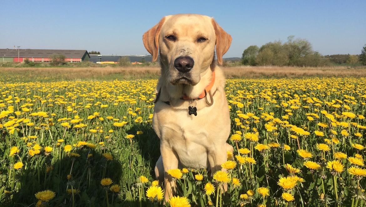 Labrador retriever Batmoors Cromarty Twig billede 9