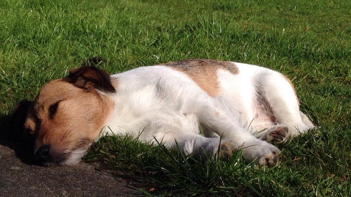 Jack russell terrier Amy - Her ser du nogle billeder jeg har taget af min dejlige hund. billede 16