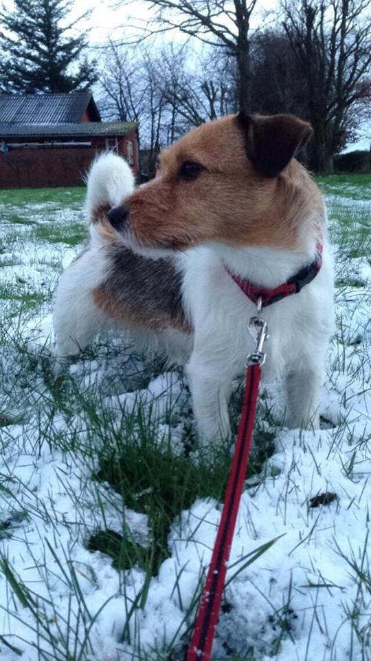 Jack russell terrier Amy - Vinter 2015 billede 17