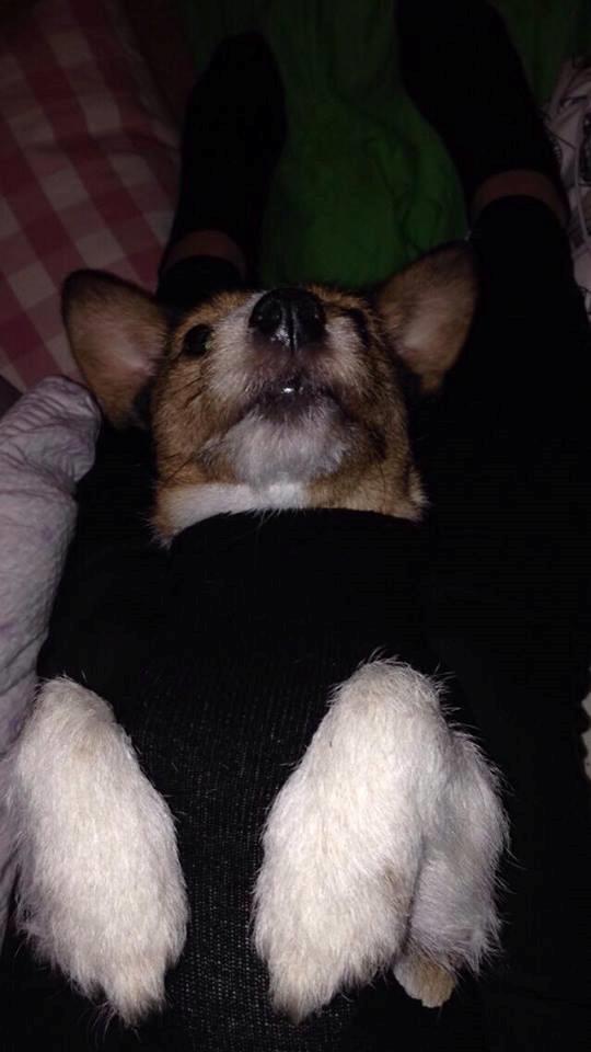 Jack russell terrier Amy billede 20