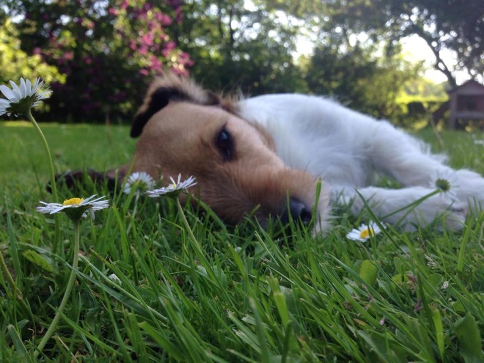 Jack russell terrier Amy billede 22