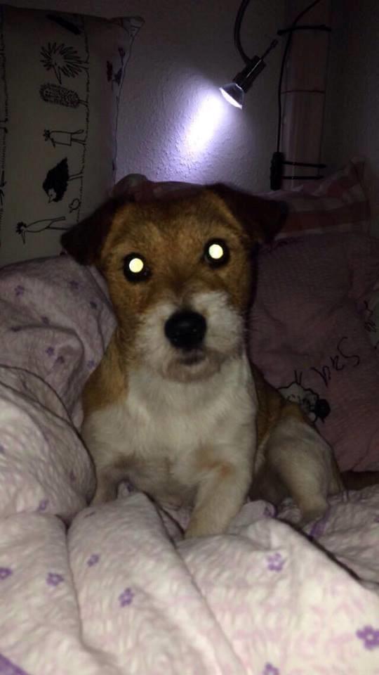 Jack russell terrier Alina billede 6