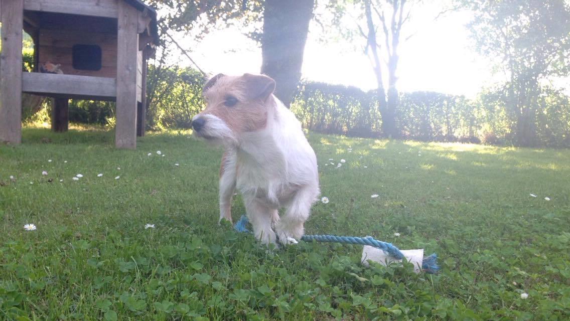 Jack russell terrier Alina billede 11