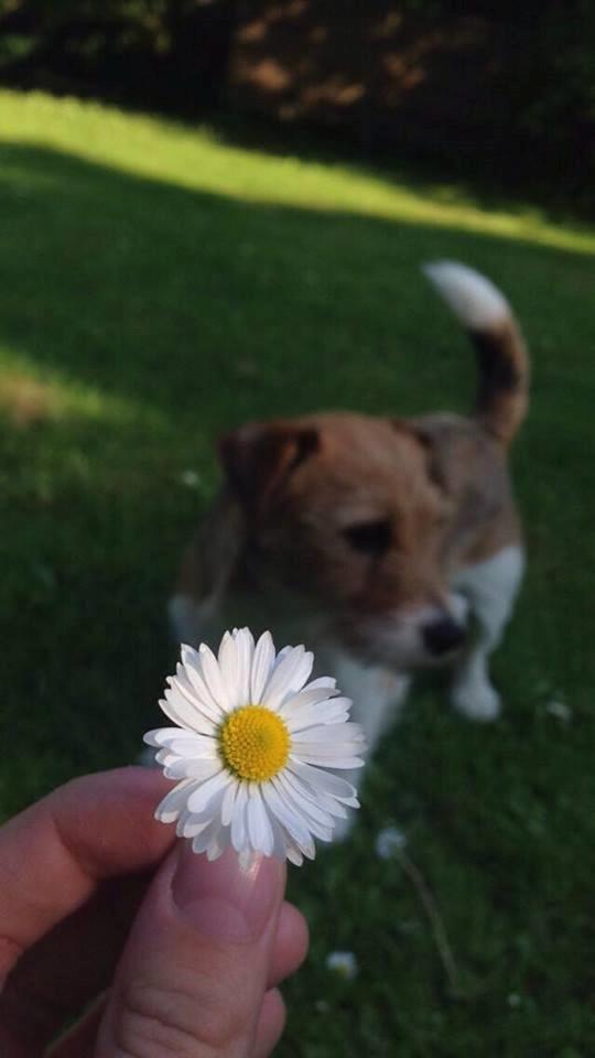 Jack russell terrier Alina billede 22
