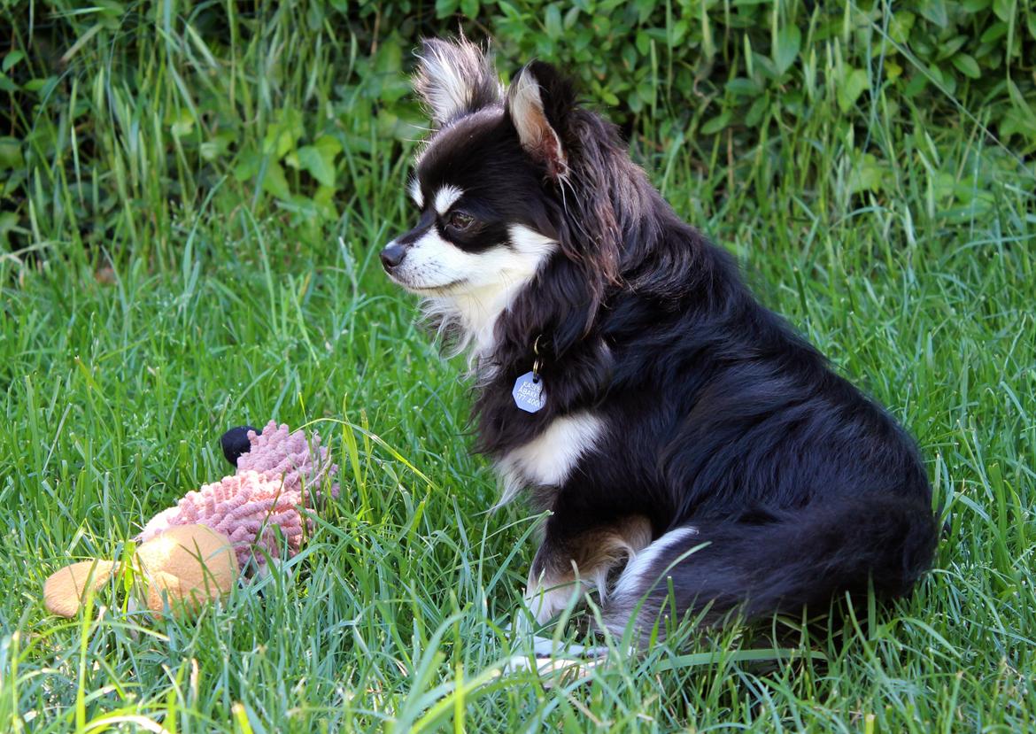 Chihuahua Hugo billede 2