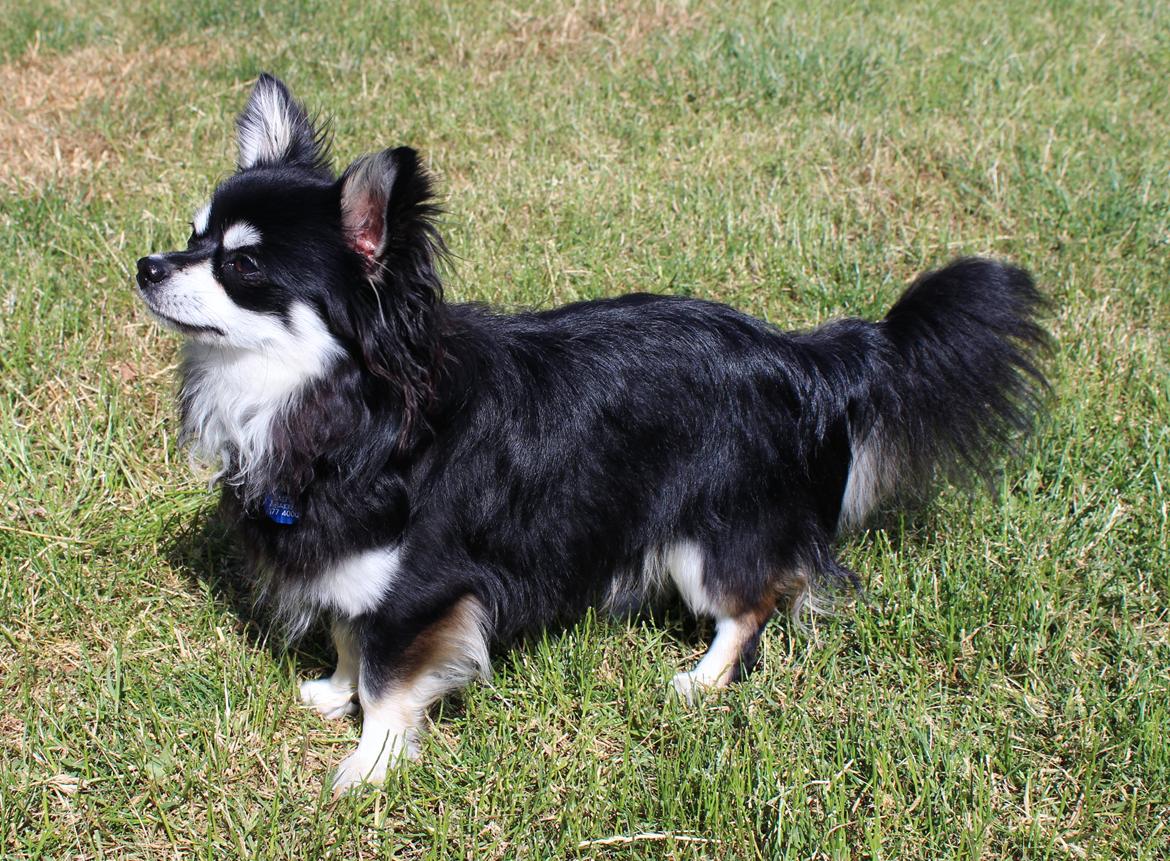 Chihuahua Hugo billede 3